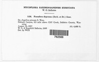 Fusoidiella depressa image